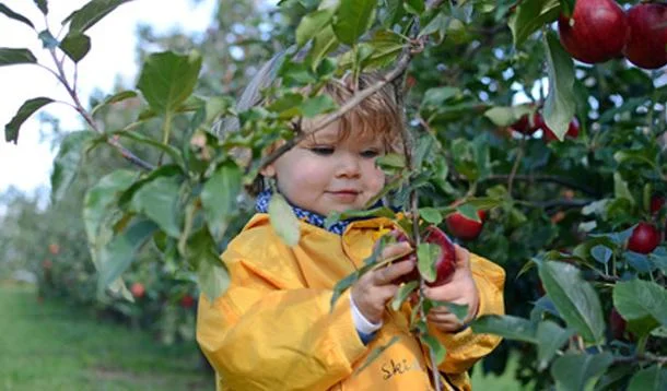 Family Apple Picking at Brooksby Farm
