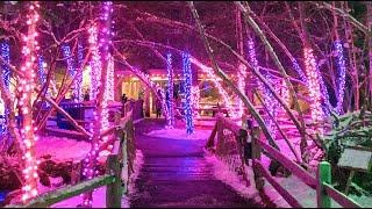 Stone Zoo - ZooLights!