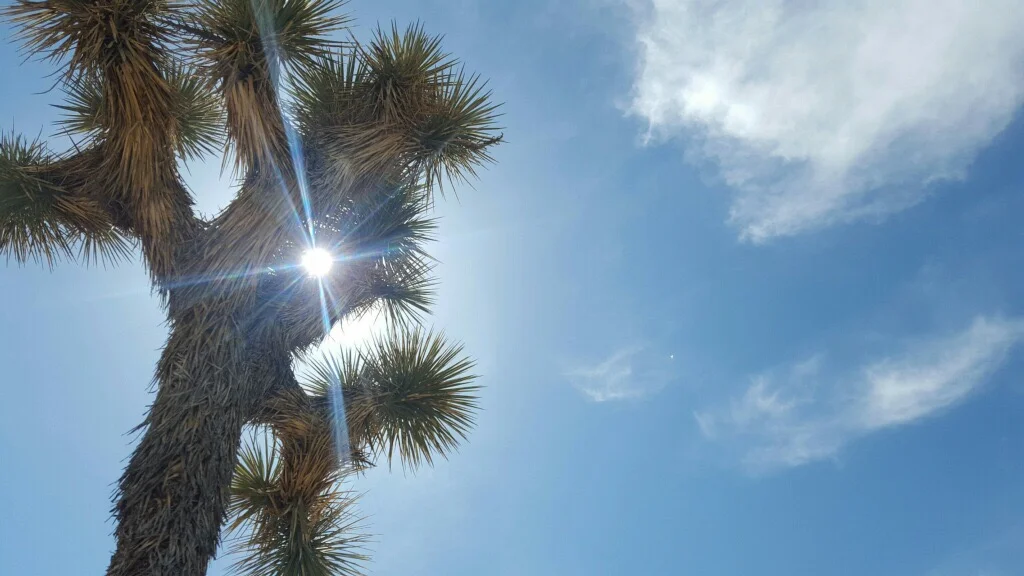 California: Joshua Tree 