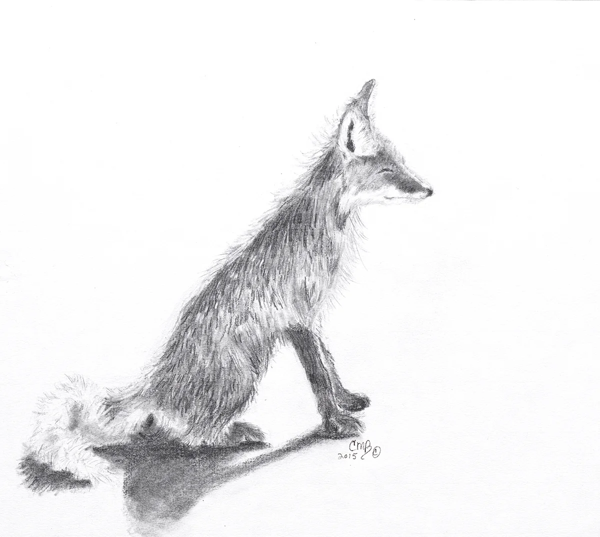 Fox in Sunlight.jpg