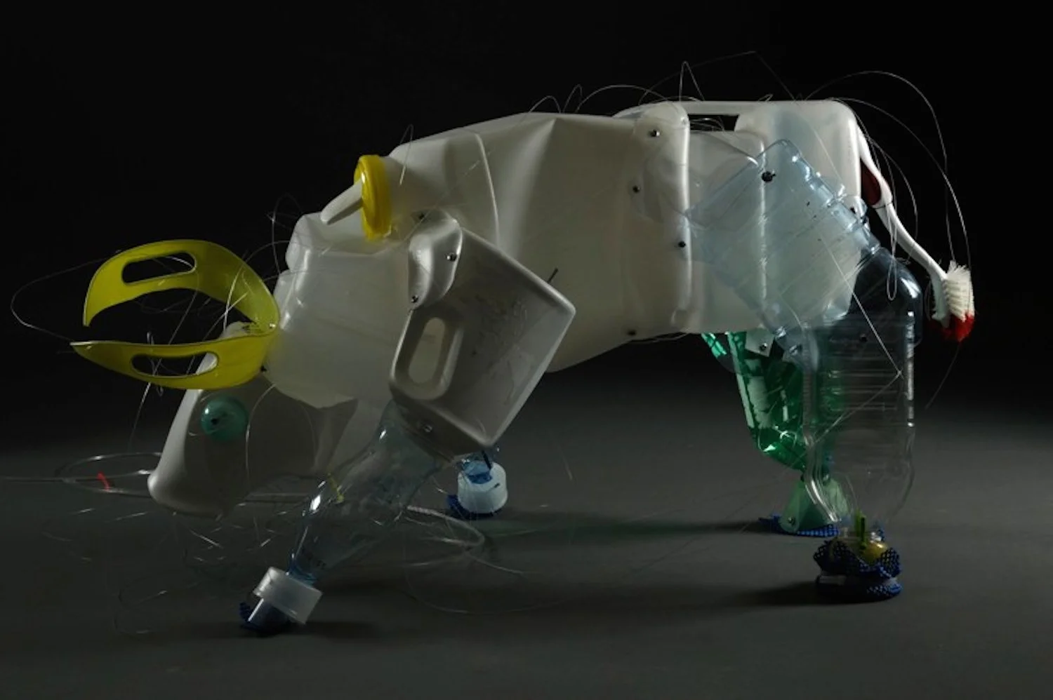 bull1-wedge copy @ 1500.jpg