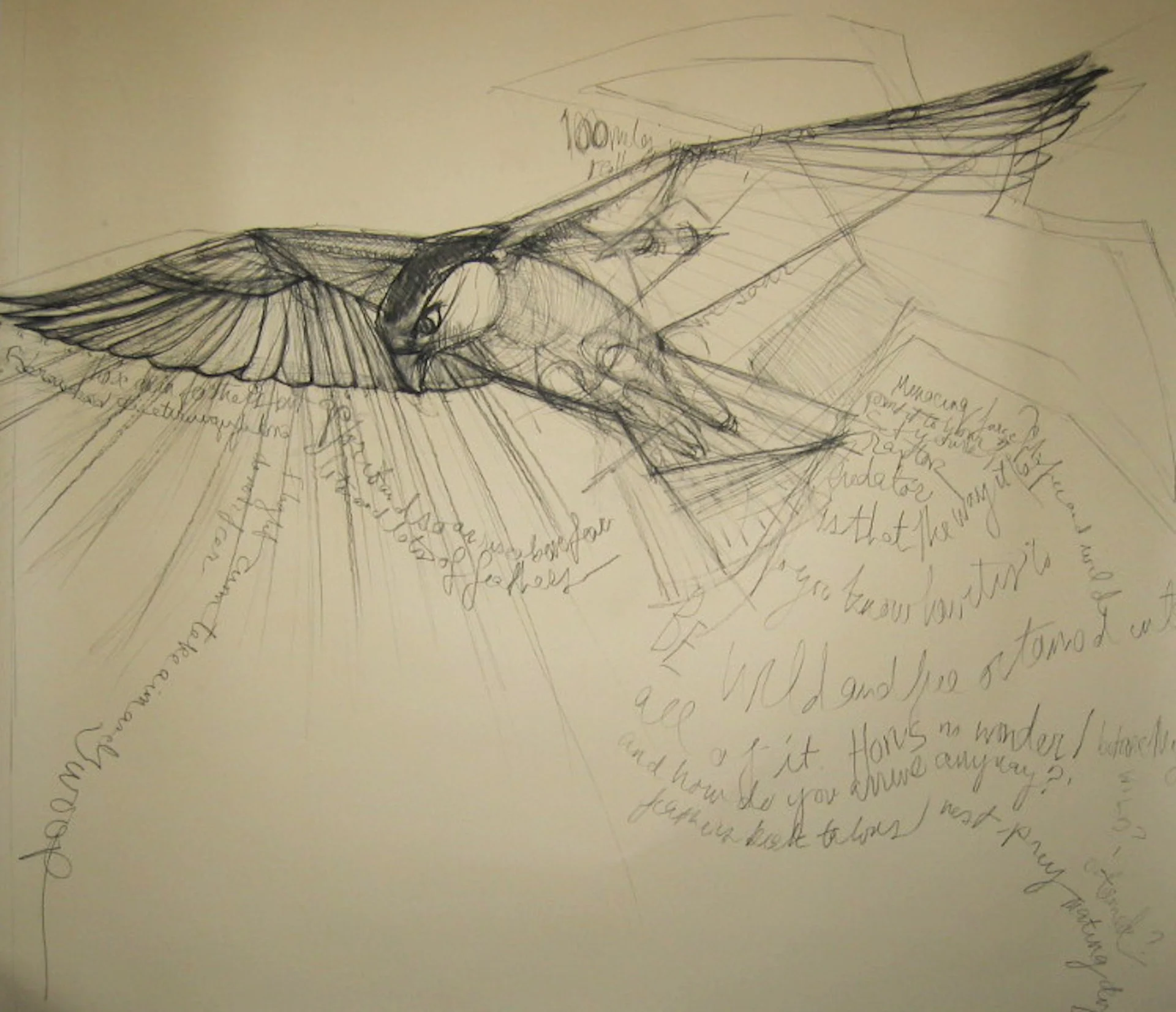   Study for falcon sculpture I , 2014 charcoal on paper  48 x 53 inches 