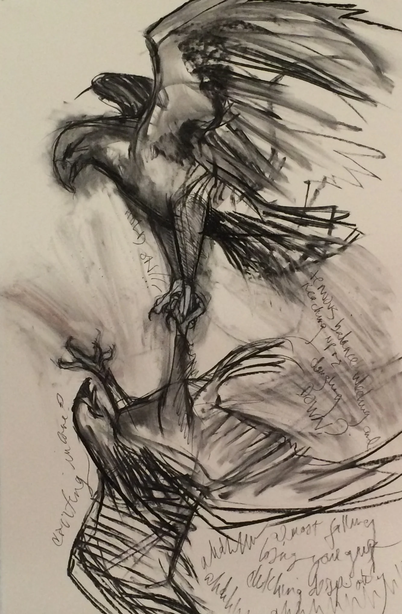   Study for Predator:Sky Dance I , 2015 charcoal on Arches paper 22 x 30 inches 