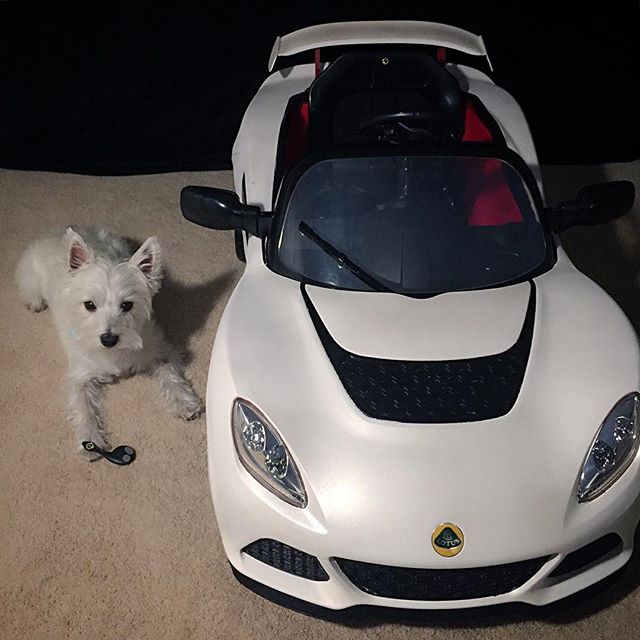 #lotus #elise #exige #v6 #lotustalk #lotusnation #birthdaygift #unilink #keyfob #aspenwhite #westhighlandterrier #westie #instadaily