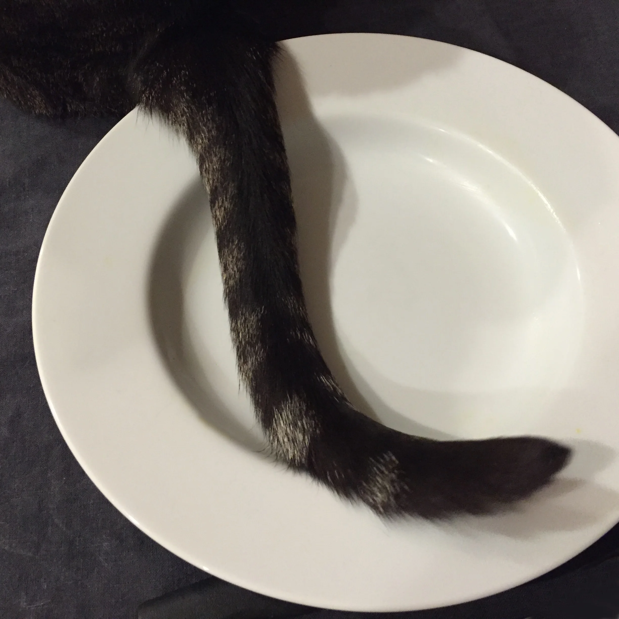 IMG_6686 kitty tail in plate.JPG
