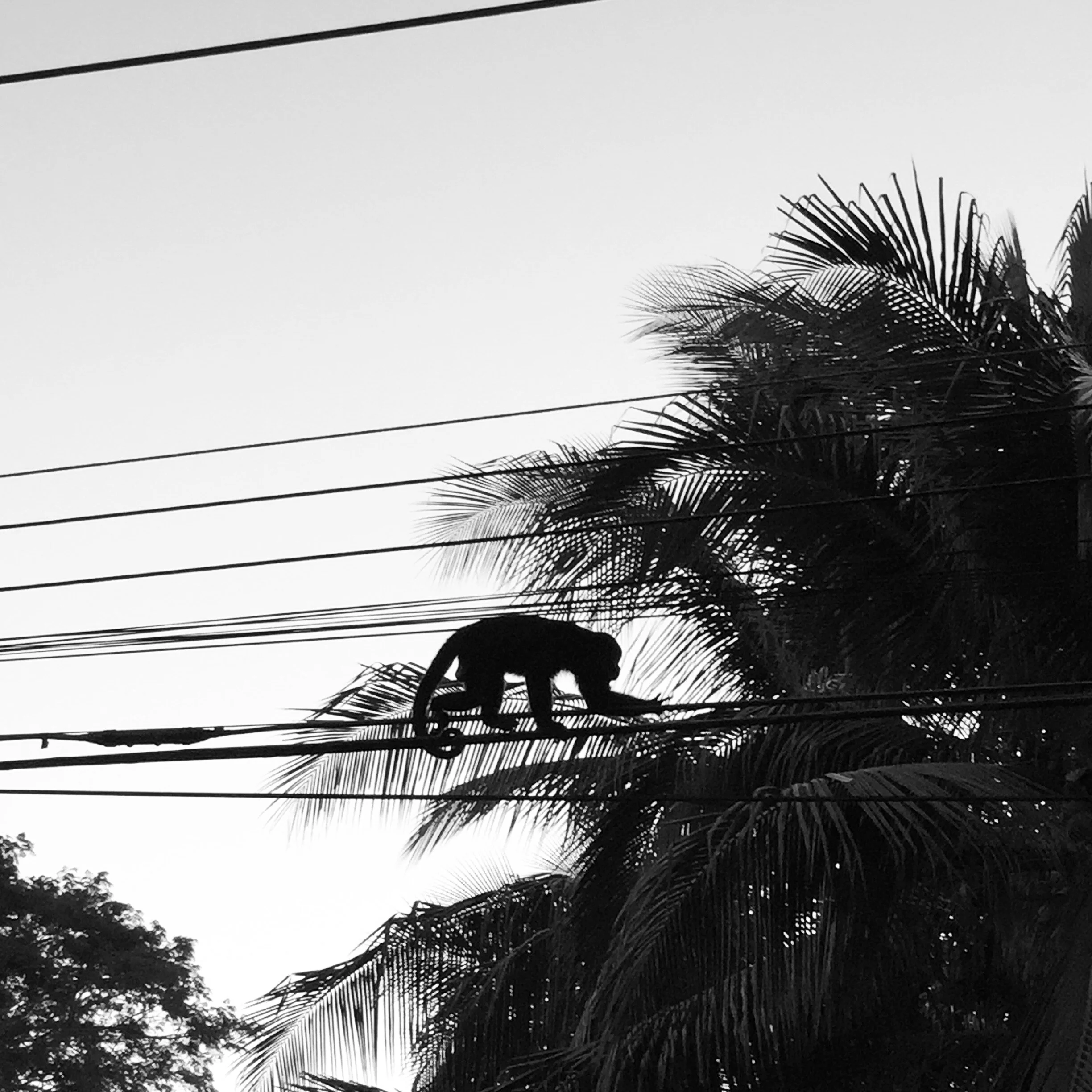 IMG_4959E monkey.JPG