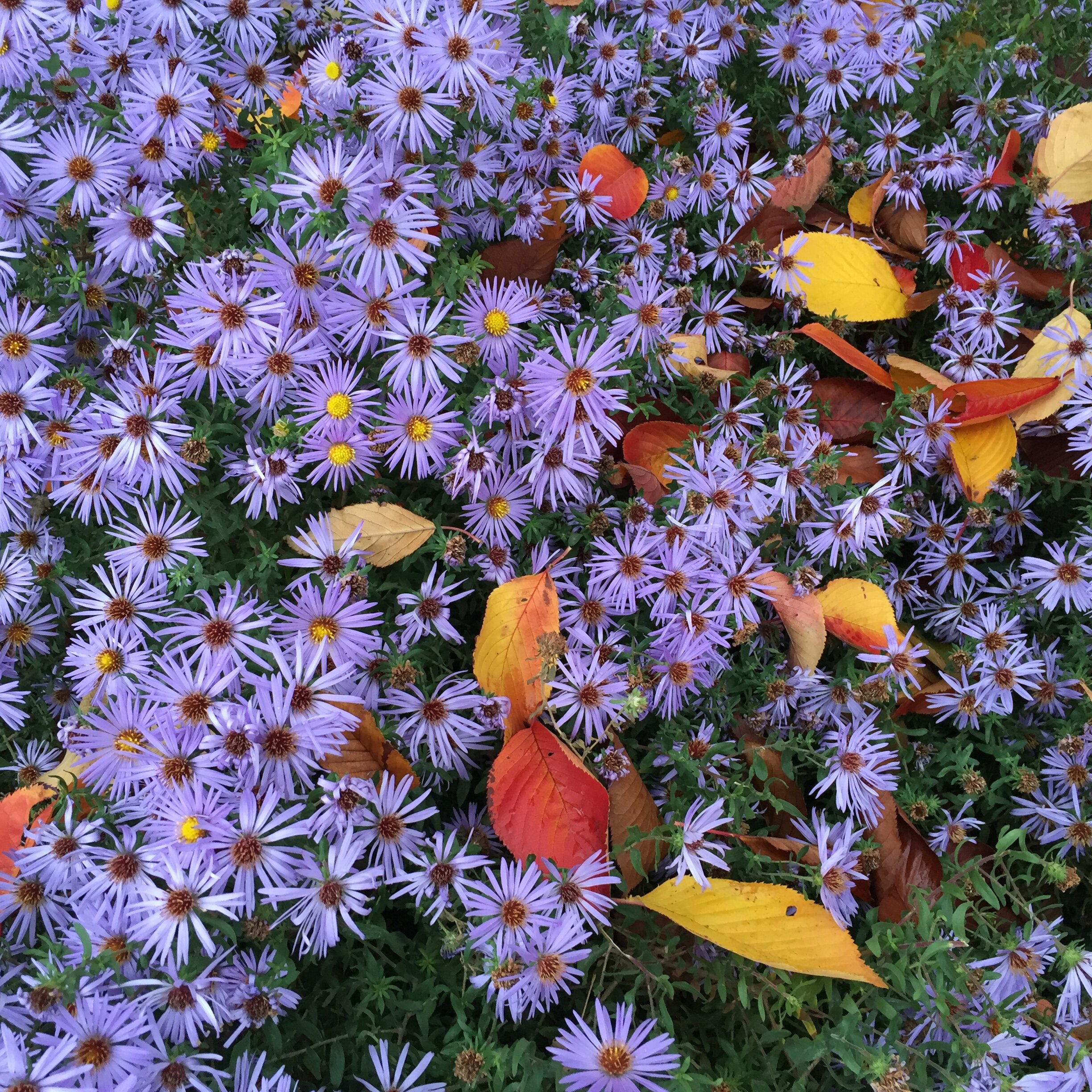 IMG_2394 central park.JPG