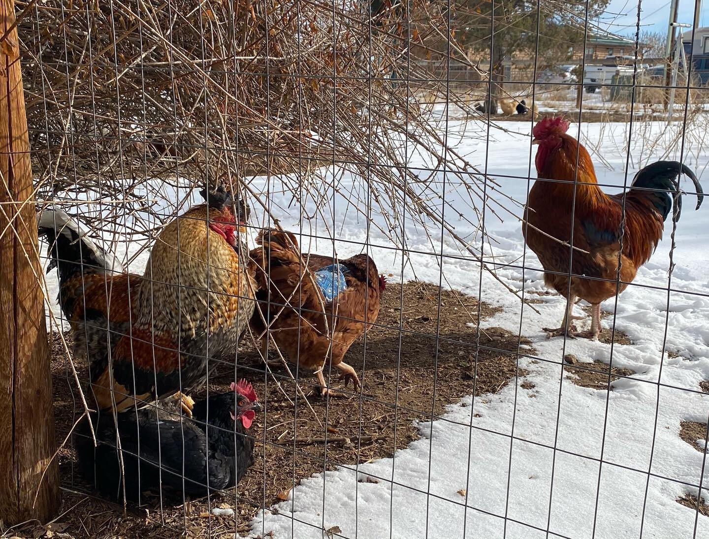 In case it isn&rsquo;t clear from the picture: Rusty is casually perched on the back of one of our hens, who apparently didn&rsquo;t get the nolite te bastardes carborundorum memo. #lifeonthefarm #onewaytokeepyourfeetwarm #colorado