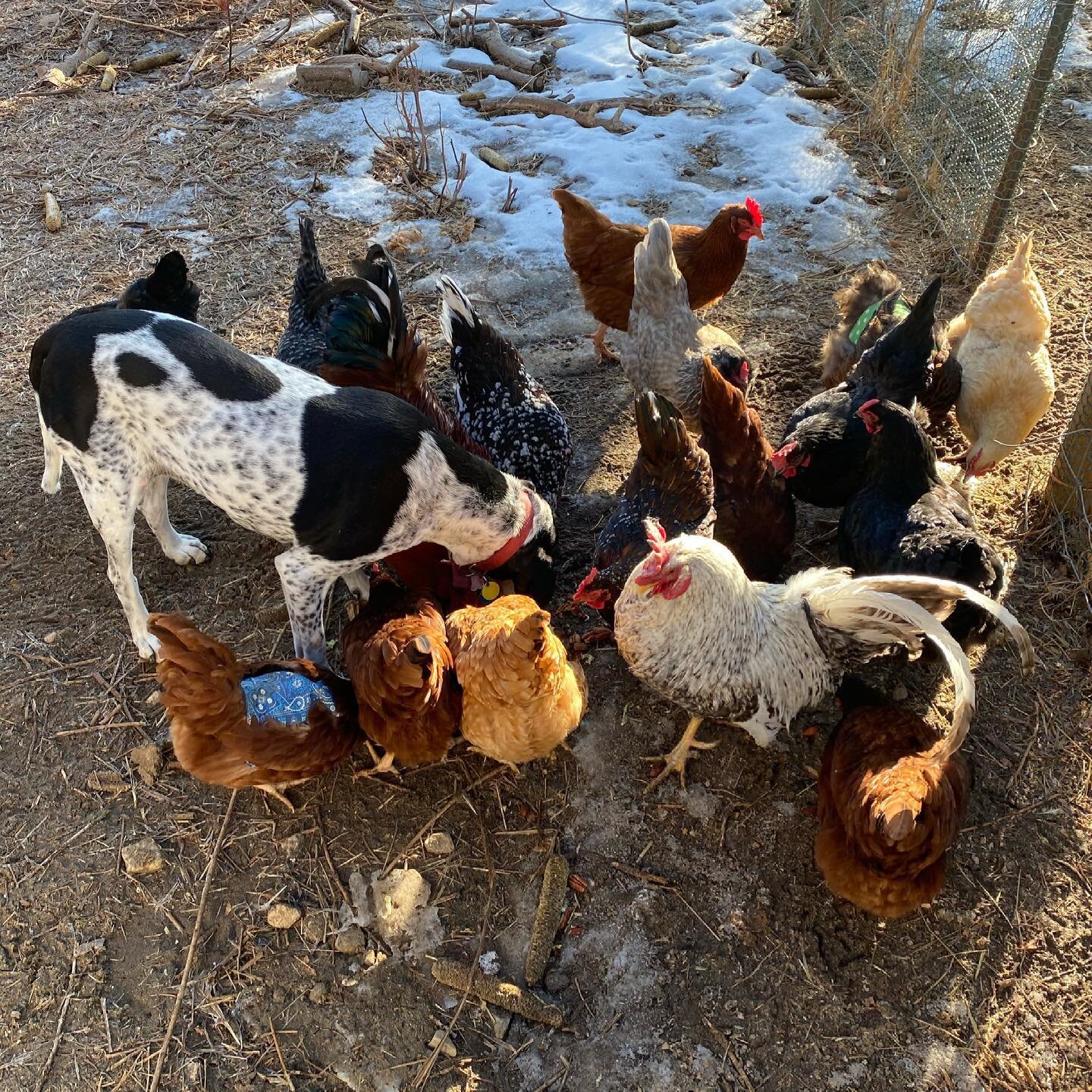 Morning kitchen scrap rush. #lifeonthefarm #colorado #noblehound #freerangechickens