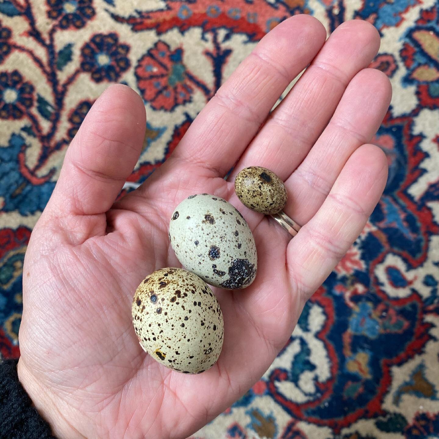 One of these things is not like the others. #rmquail #lifeonthefarm #naturalcuriosities #colorado