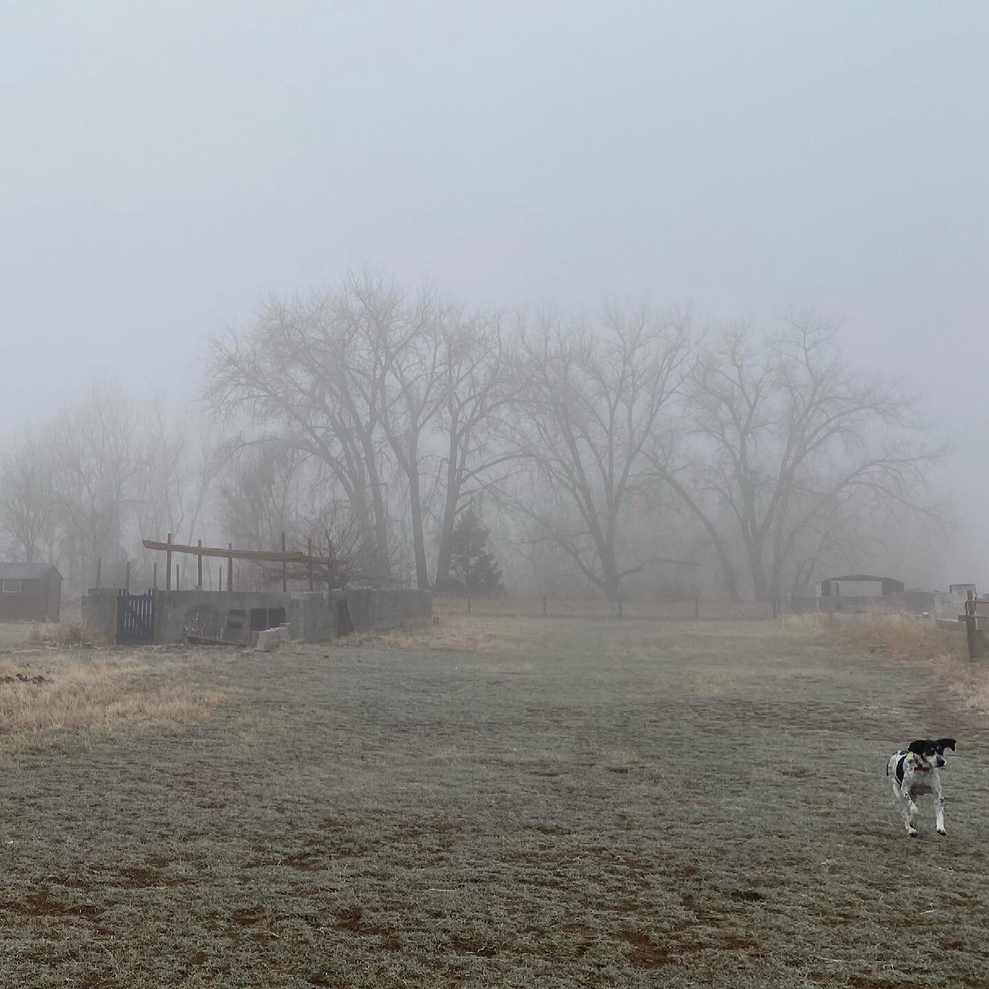 Misty morning hound. #lifeonthefarm #colorado #blueticksofinstagram