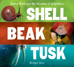 shellbeaktusk.jpg