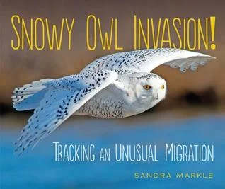 snowyowl.jpg