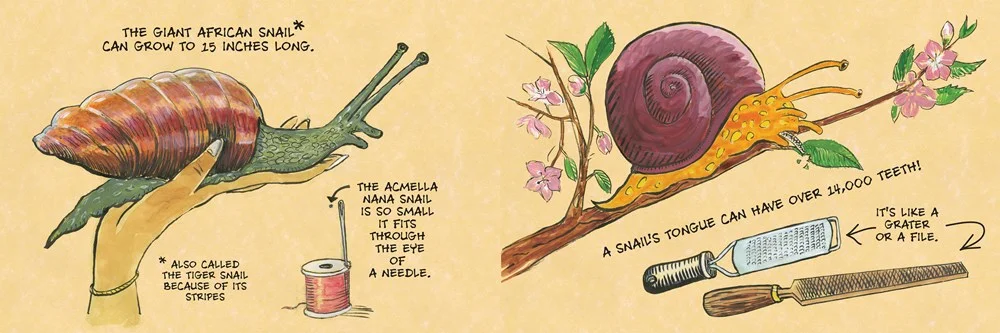 snail2.jpg