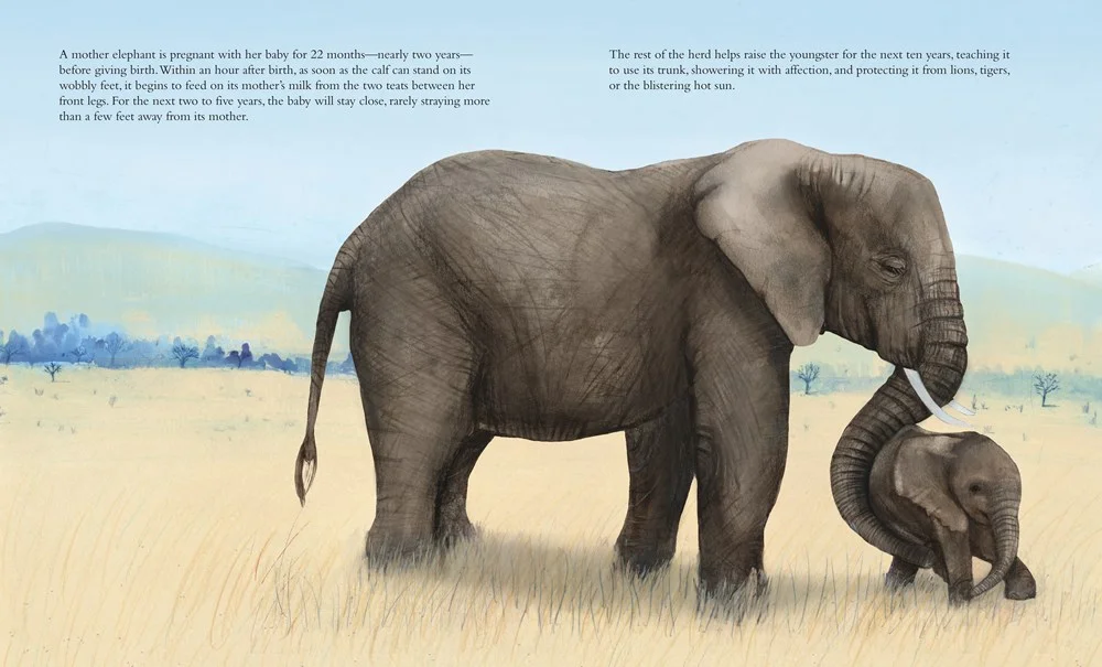 elephant2.jpg