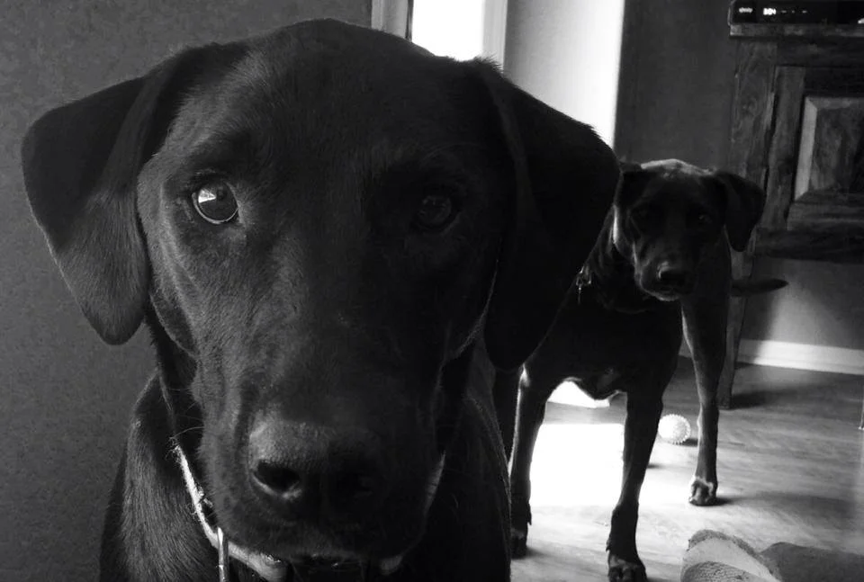 Beezle and Disco, our two pain-in-the-ass rescue lab mixes