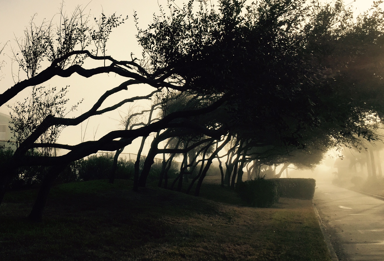 Creepy Trees