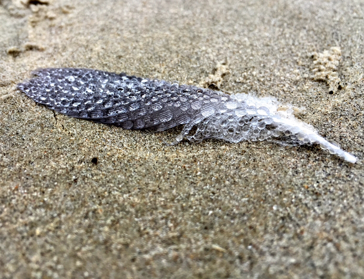 Feather on the Beach