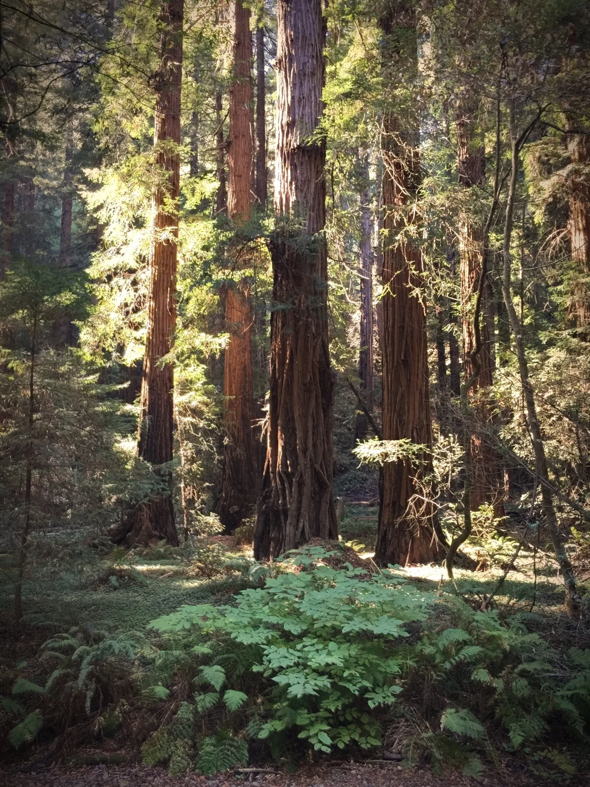 Muir Woods National Monument