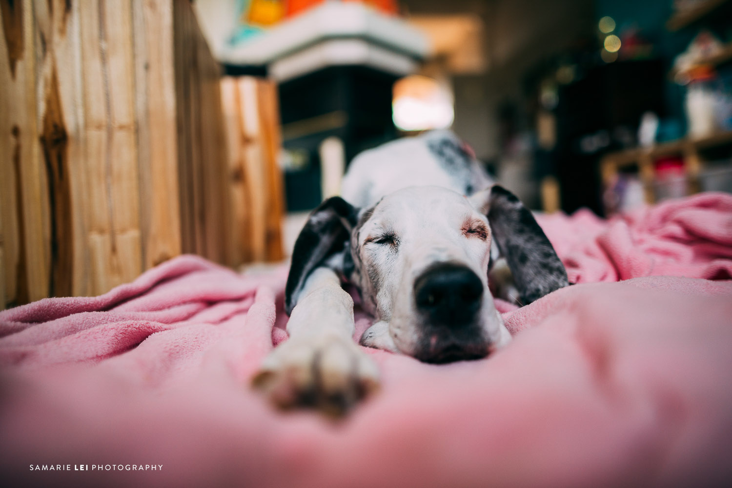 Pet-houston-family-documentary-photography-1.jpg