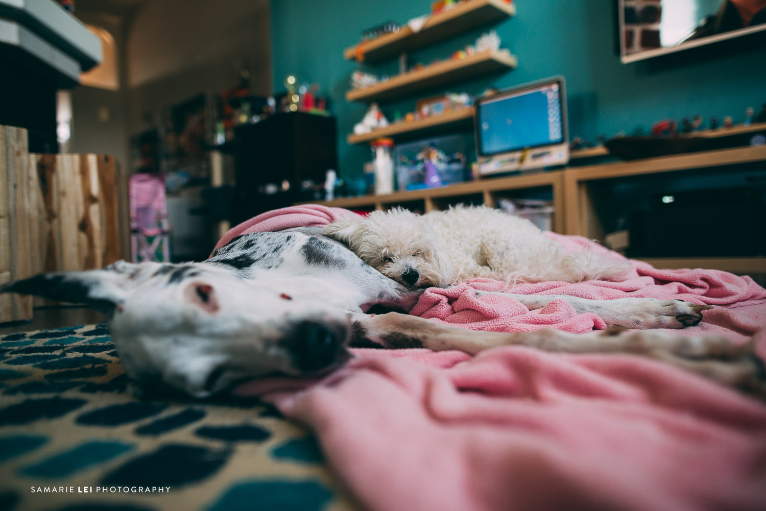 Pet-houston-family-documentary-photography-5.jpg