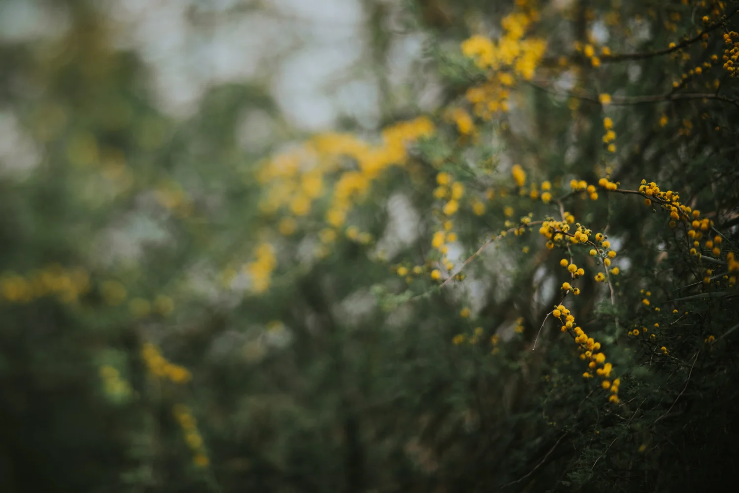 Nature-photography-houston-texas-documentary.jpg