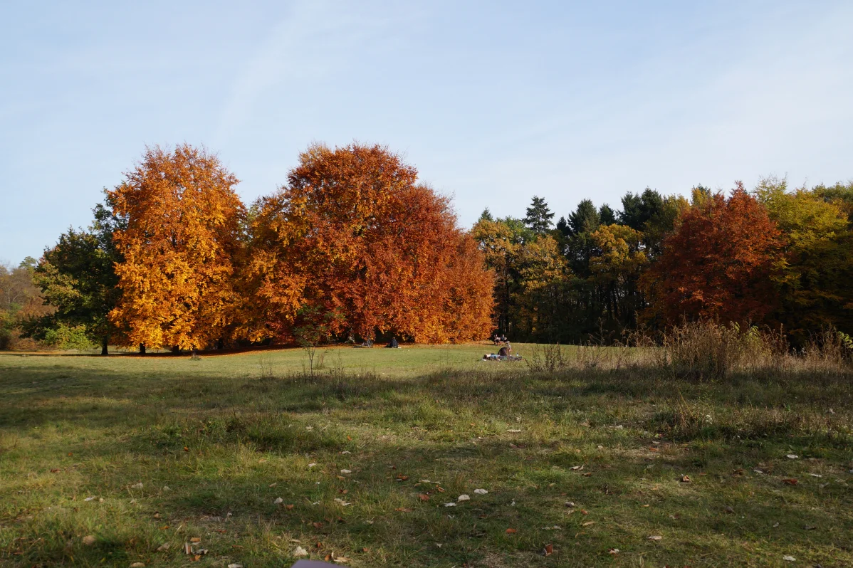 Wiese Bäume 2.jpg