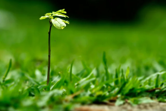sapling-2.jpg