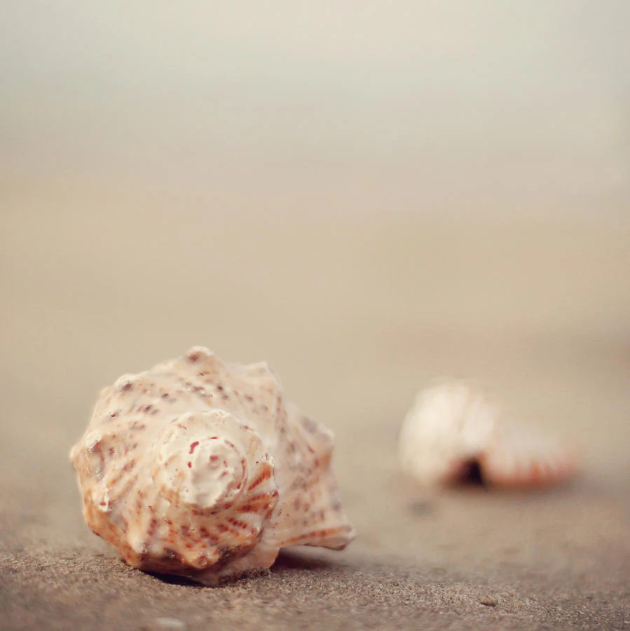 close-up-of-shells-on-beach-copyright-marianna-di-ferdinando.jpg