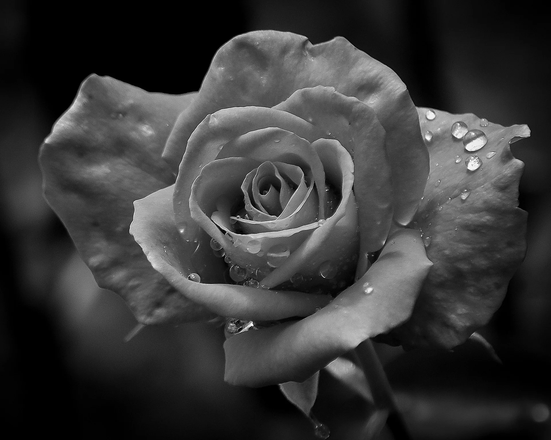 rose-411703_1920.jpg