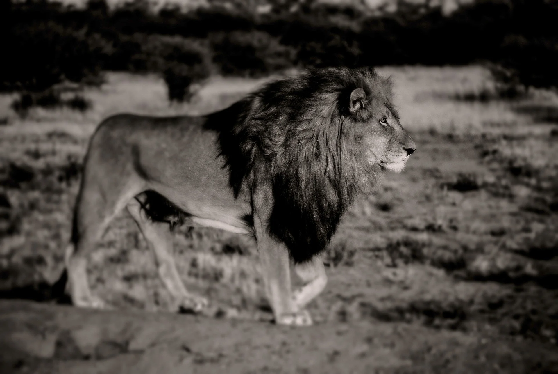 lion-2870735_1920.jpg