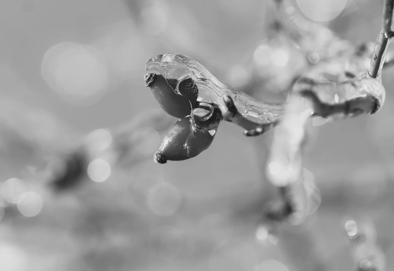 rosehips-3123253_1920.jpg