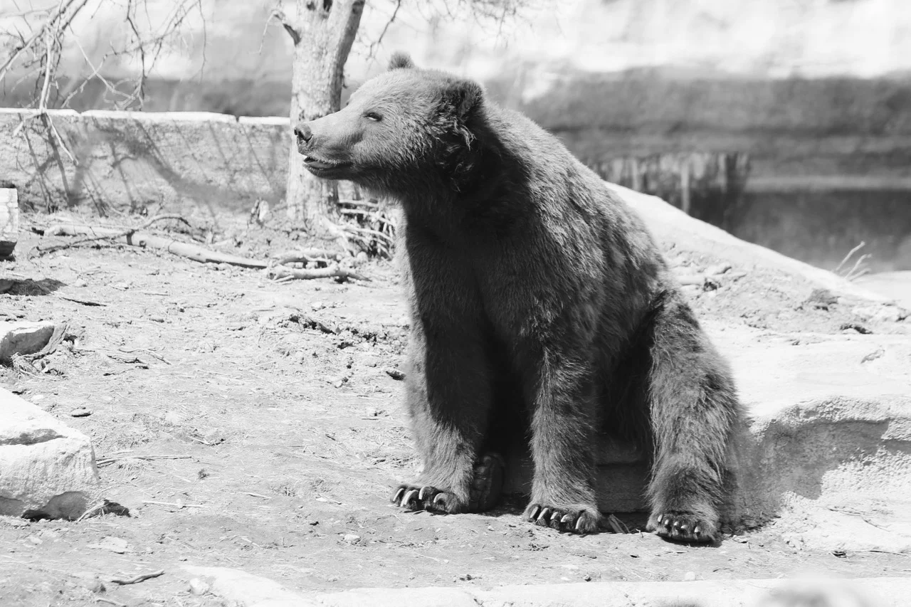 grizzly-443197_1920.jpg