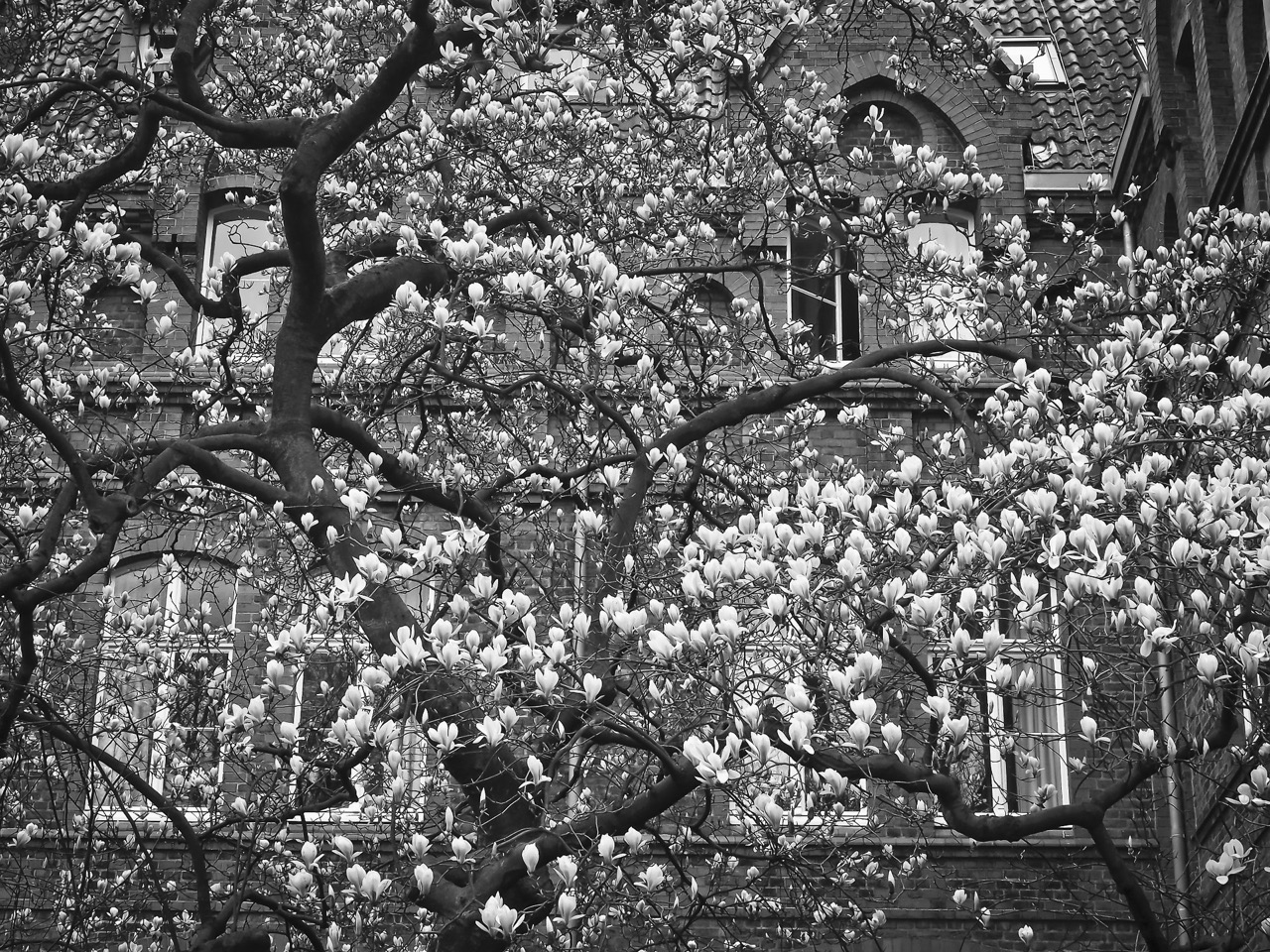 magnolia-1314398_1920.jpg