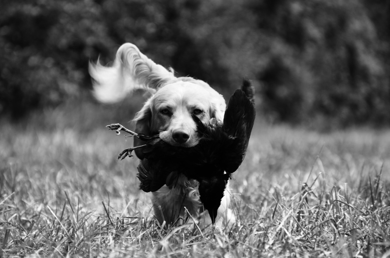 retrieve-1753023_1920.jpg
