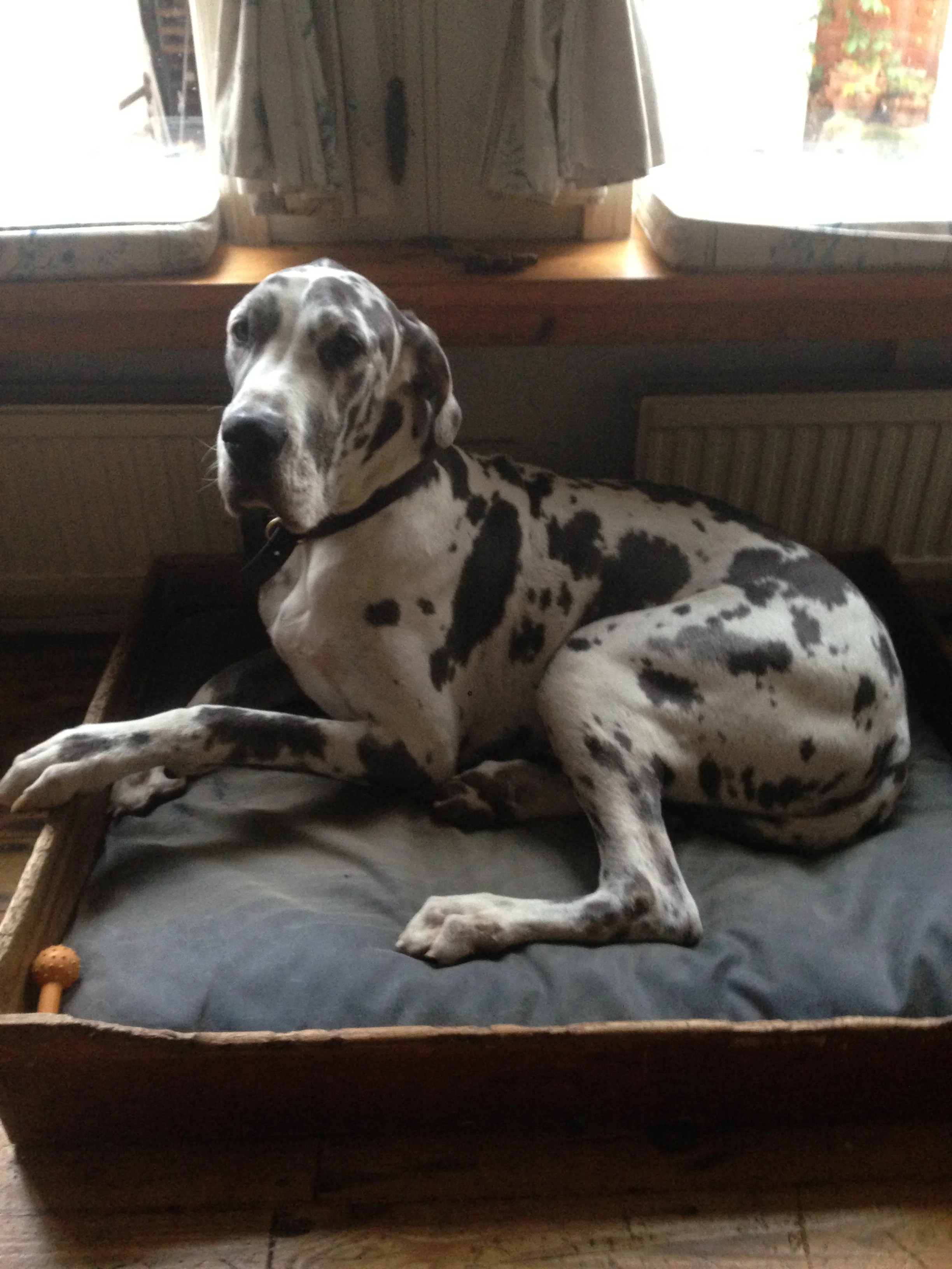 Horatio in his bed