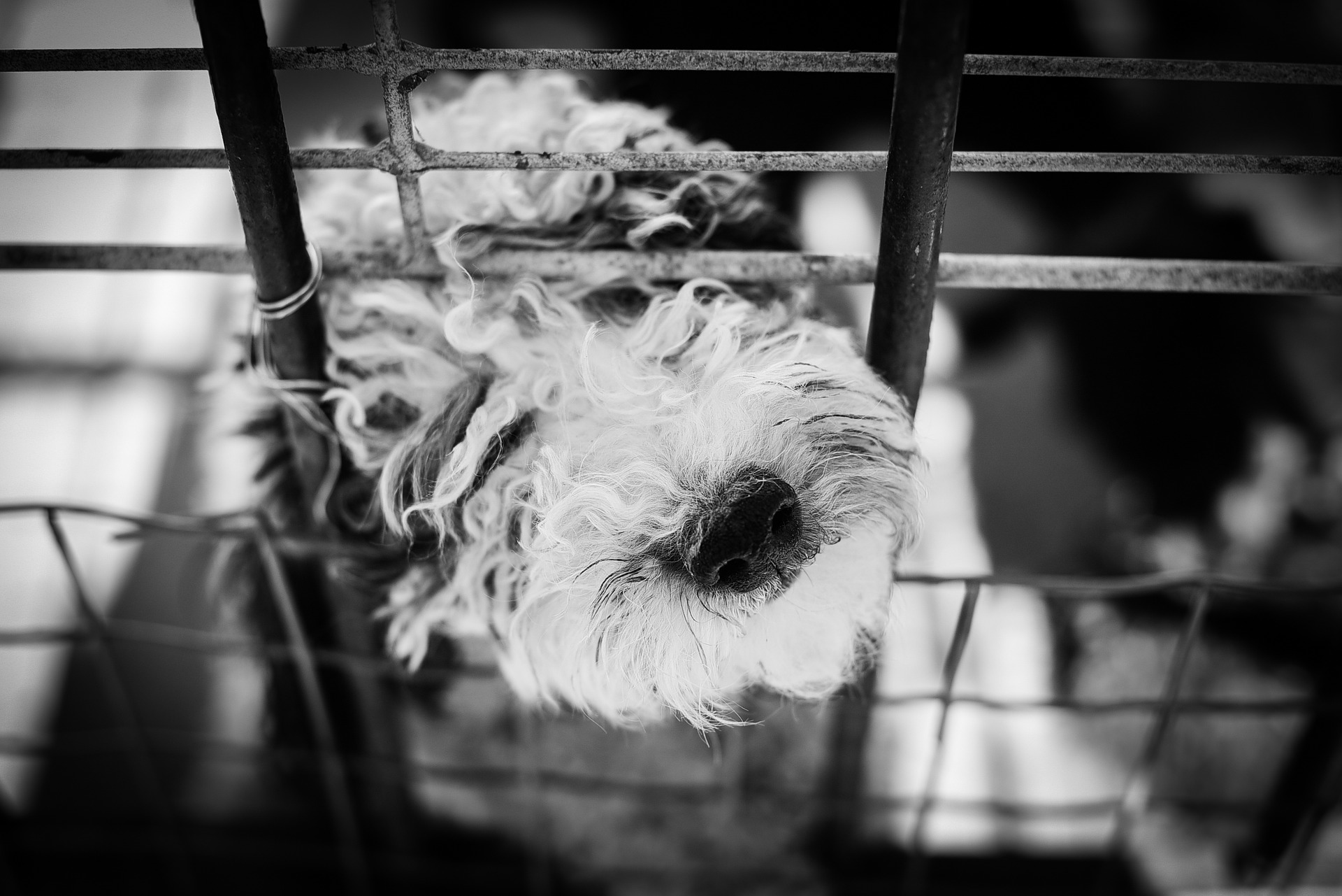 dog-1539523_1920.jpg