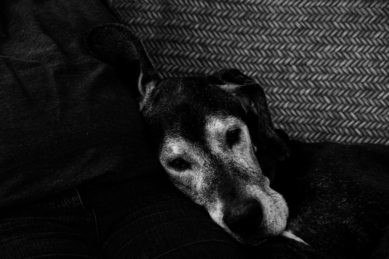 old-dog-3303296_1920.jpg
