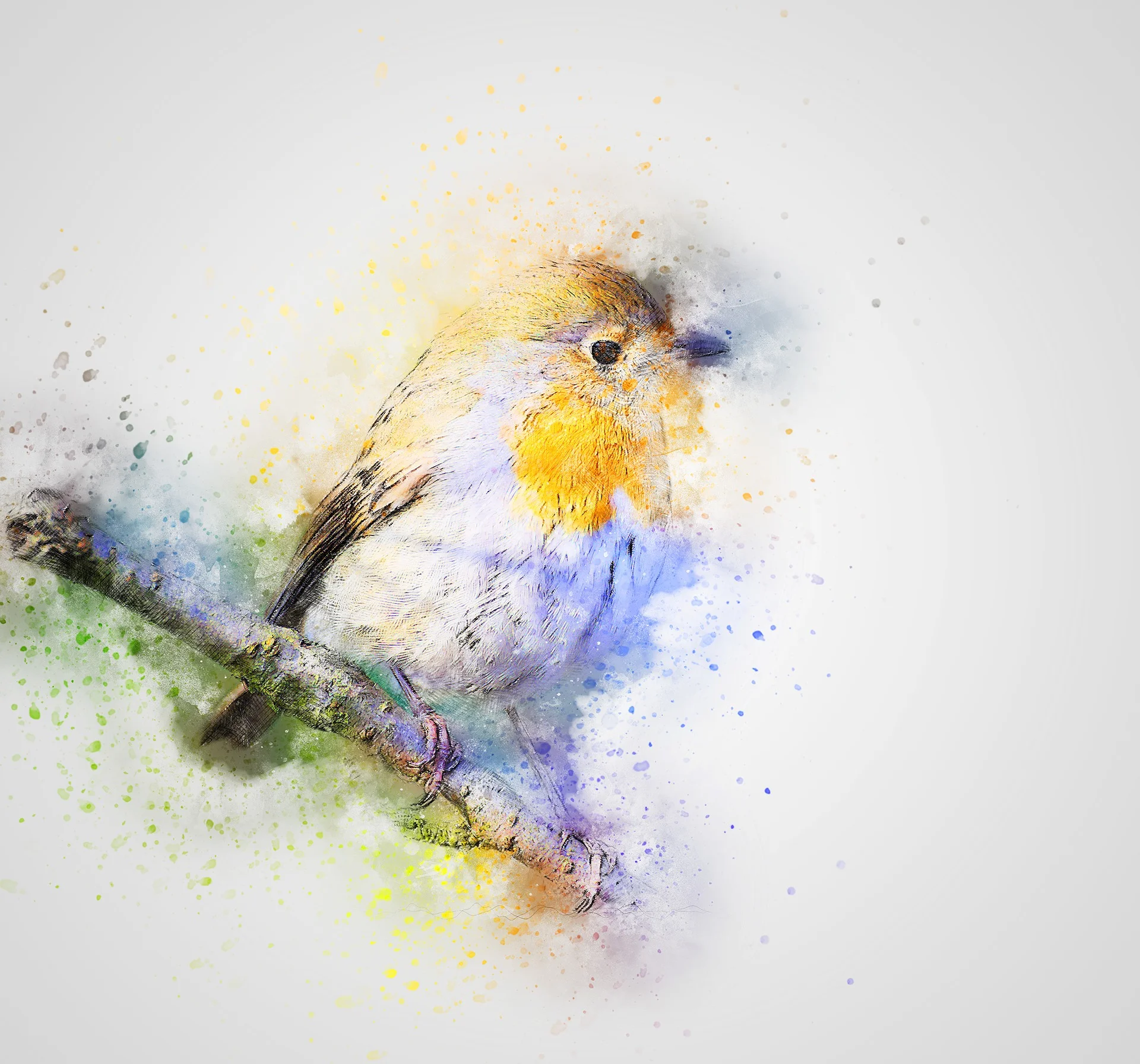 bird-2357244_1920.jpg