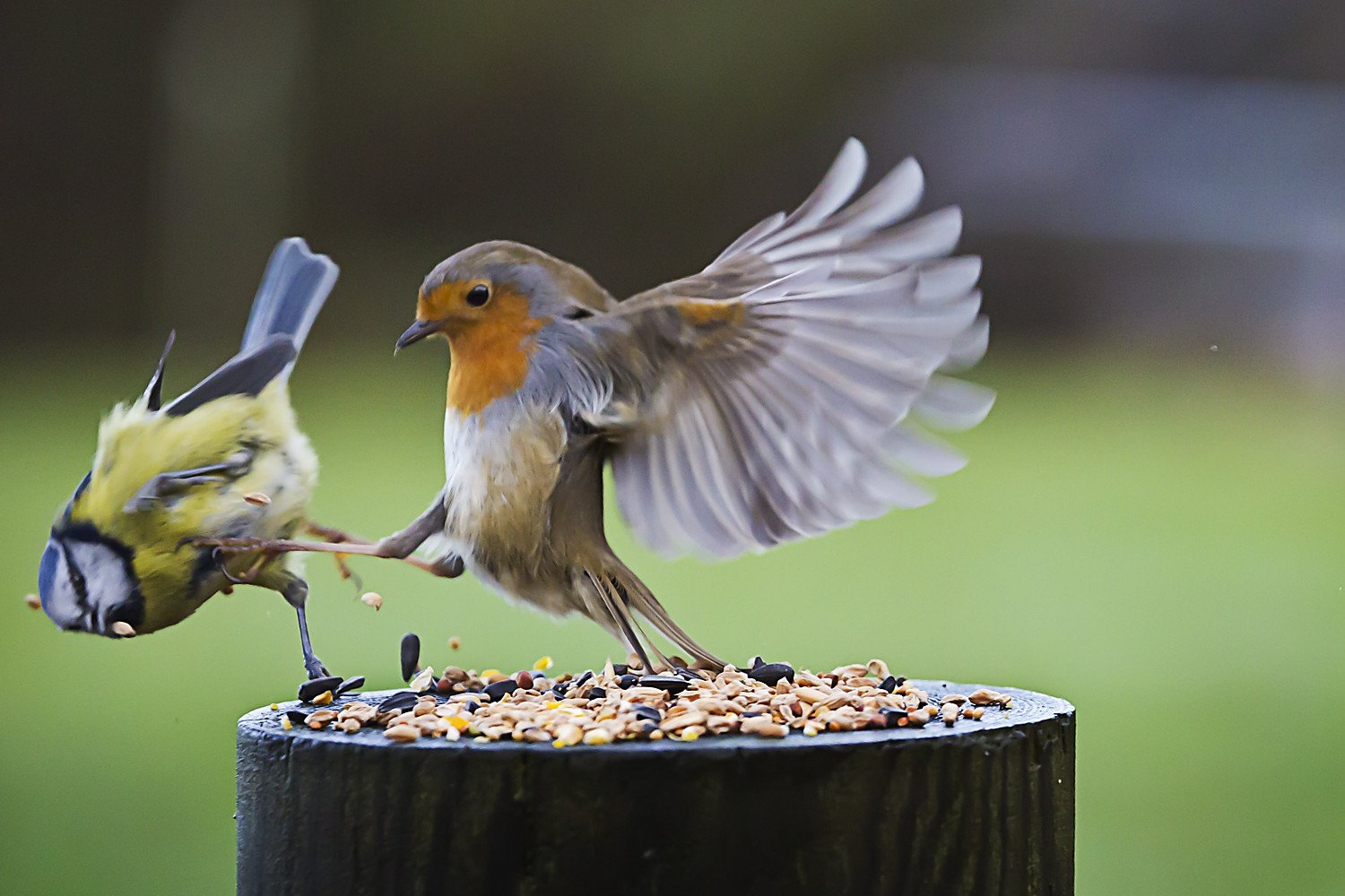 Robin fighting.jpg