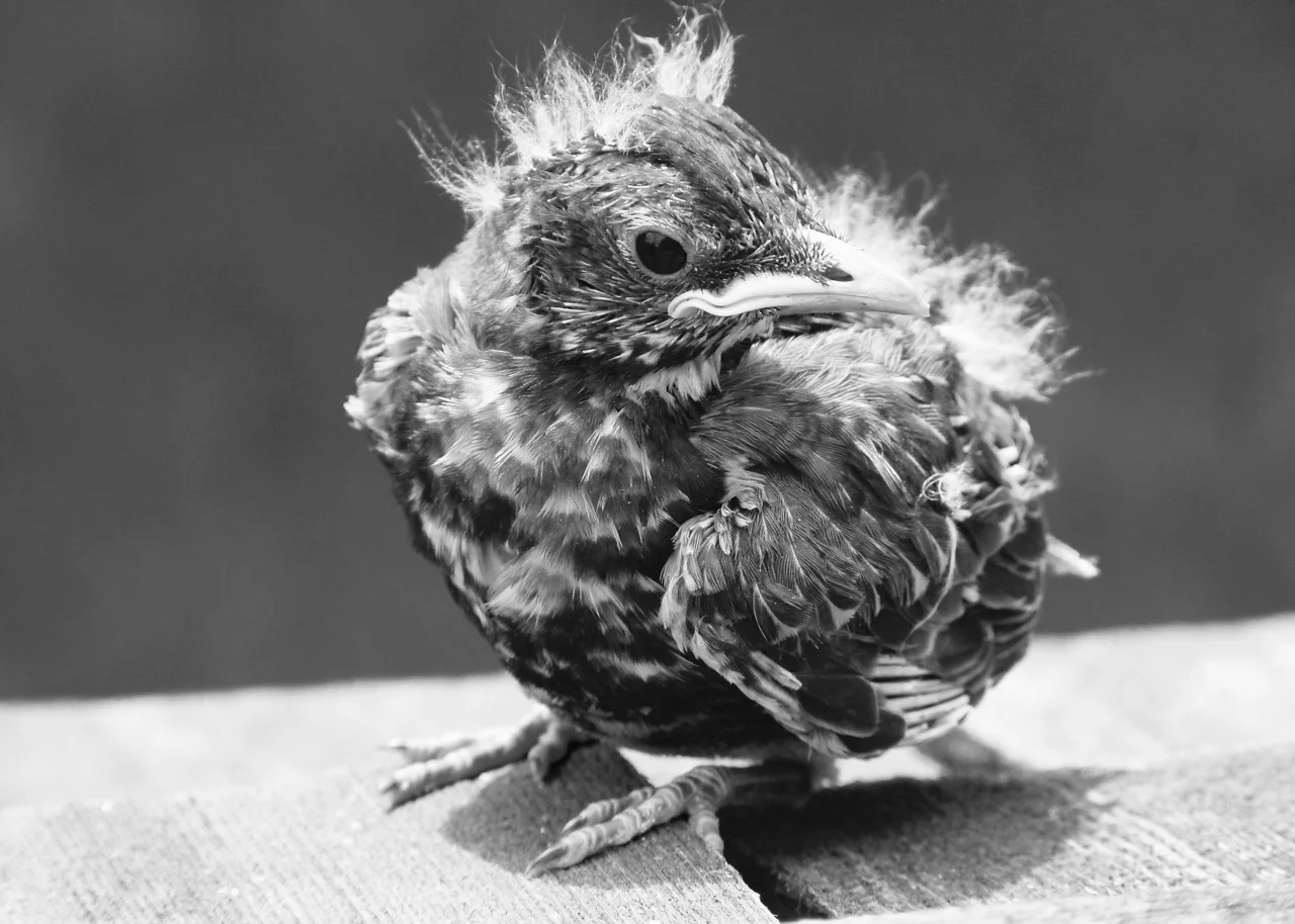 red-robin-142986_1920.jpg