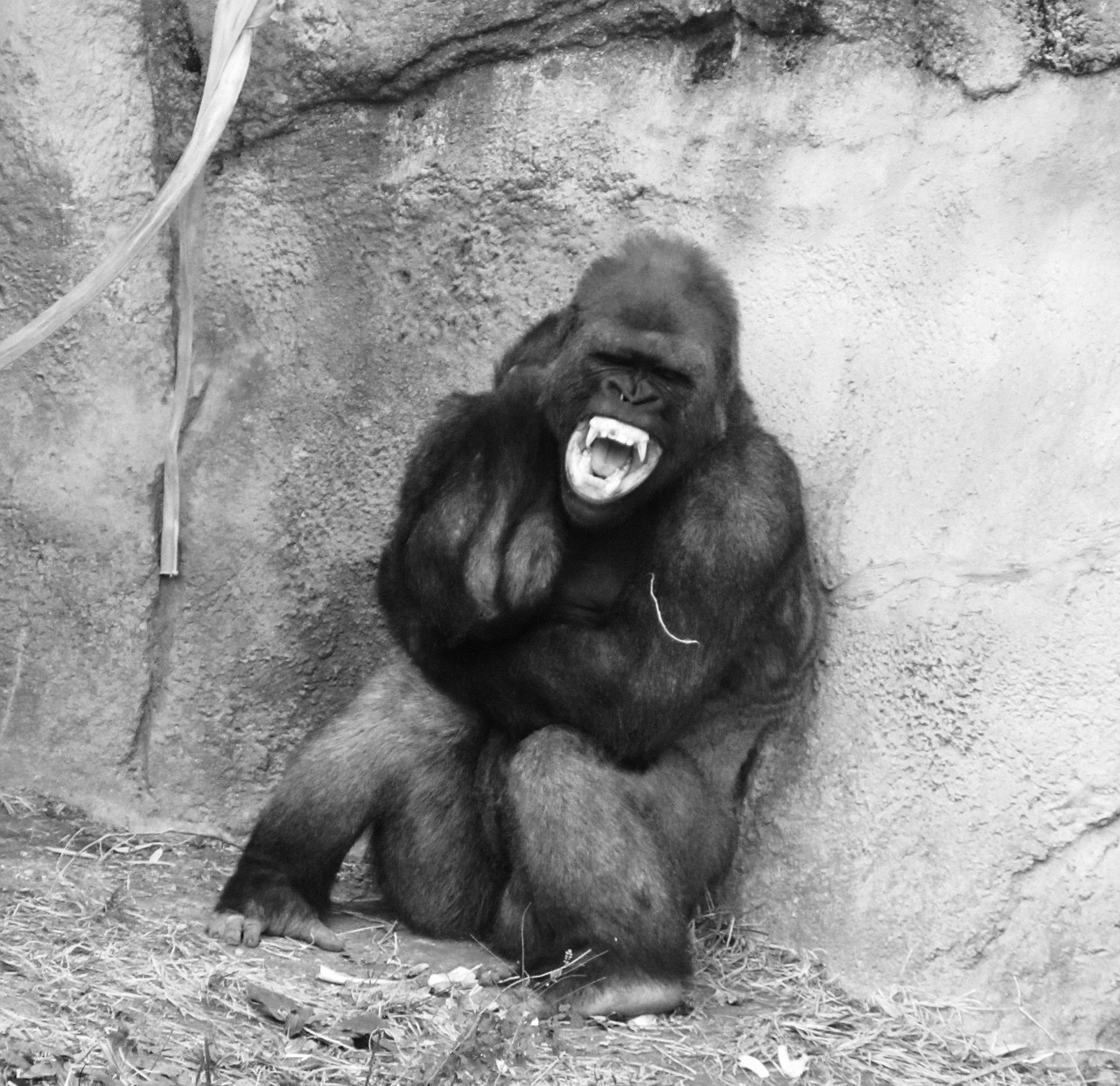 angry-gorilla-2114385_1280.jpg