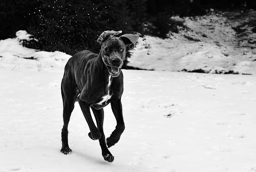 a-great-dane-in-the-snow-2973412_1280.jpg