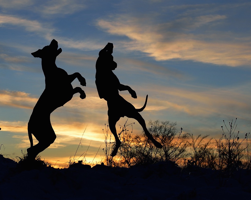 great-dane-3021613_1280.jpg