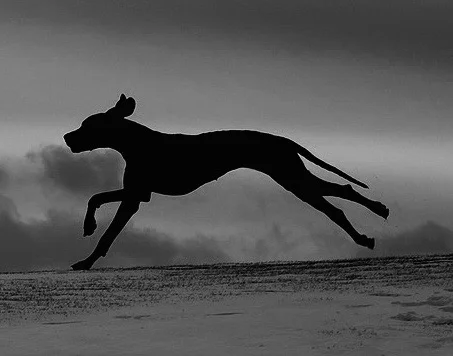 dog-run-3022754_1280.jpg