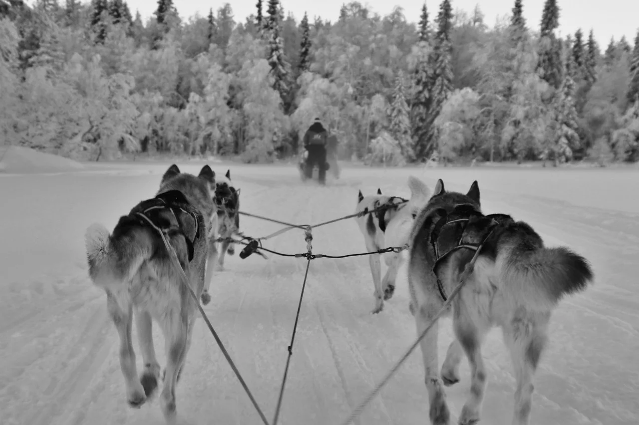 sled-3953650_1920.jpg