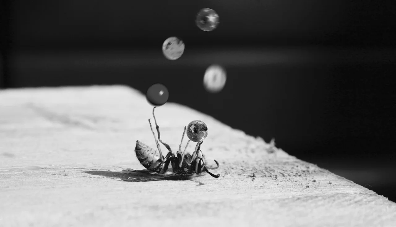 bee-1886240_1920.jpg