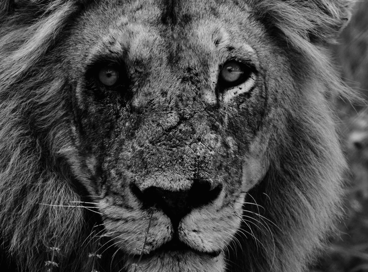 lion-1198598_1920.jpg
