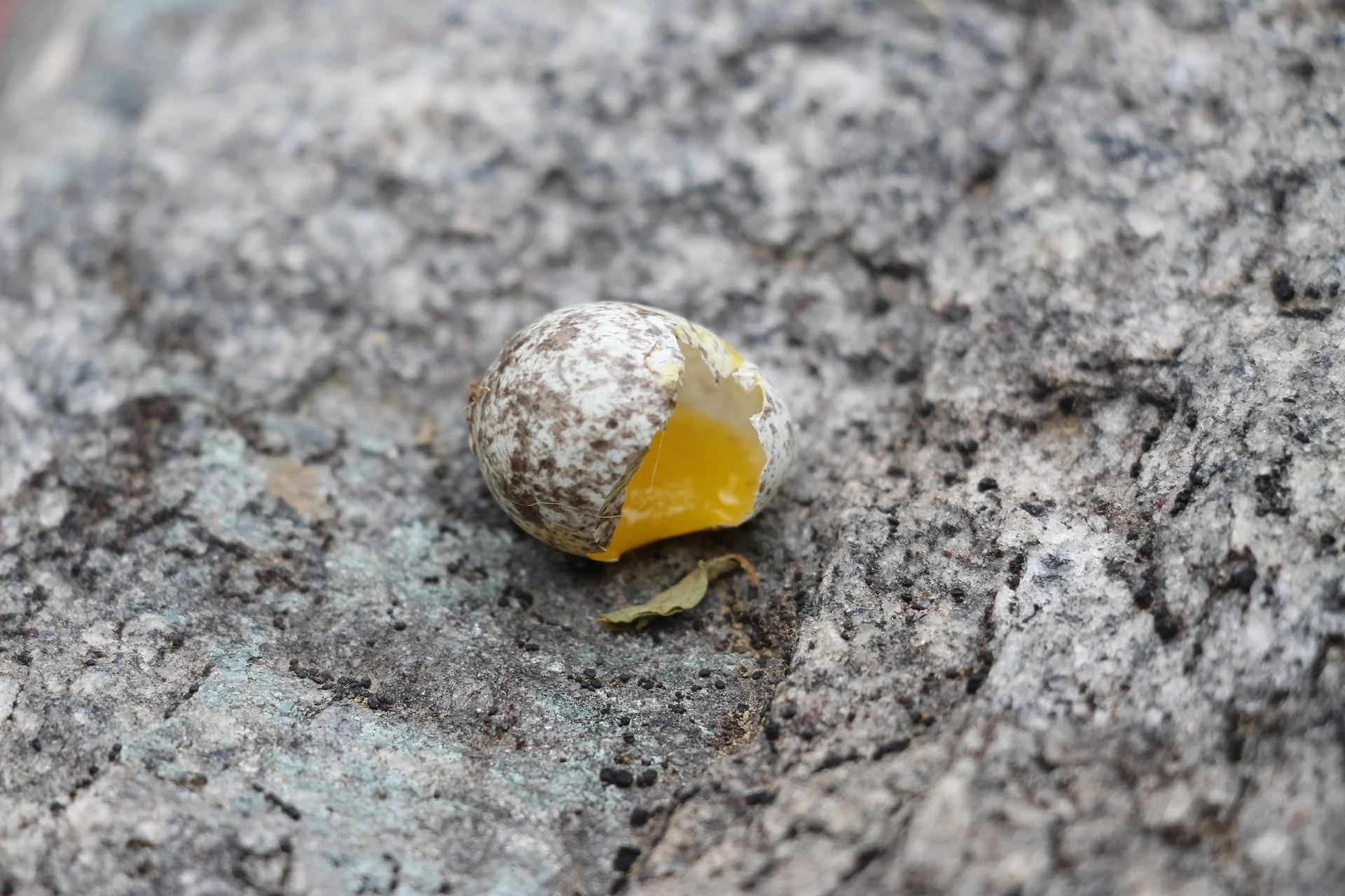 eggs-2403825_1920.jpg