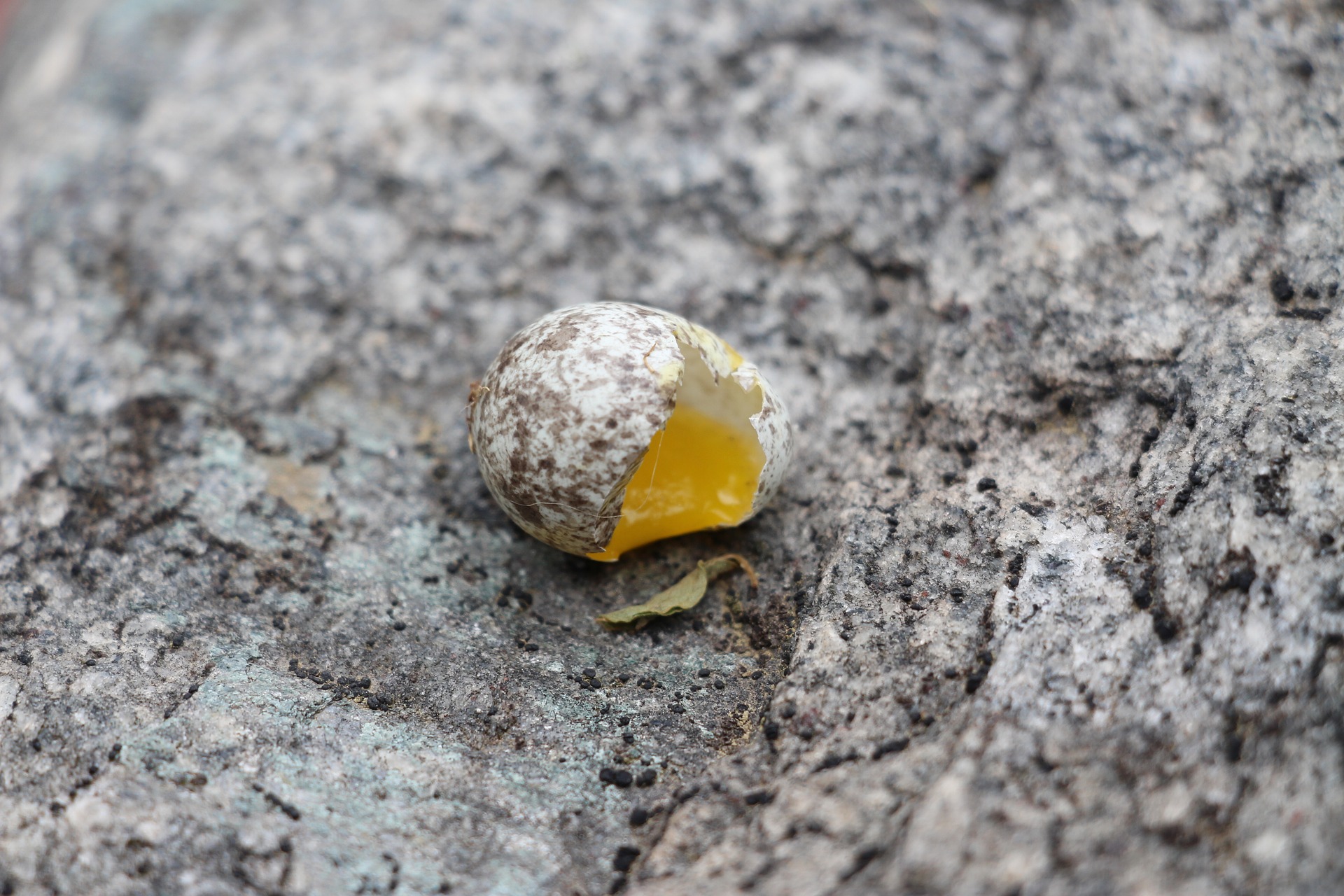 eggs-2403825_1920.jpg